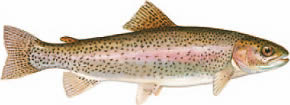 rainbow trout aquaculture from www.survivaledu.com
